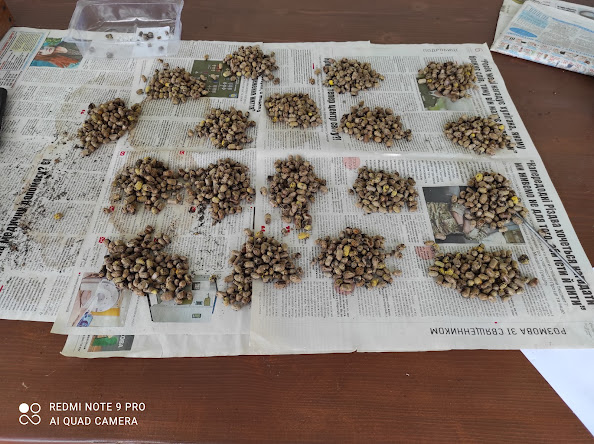 купки відсортованої осмії корнута кокони по 100шт