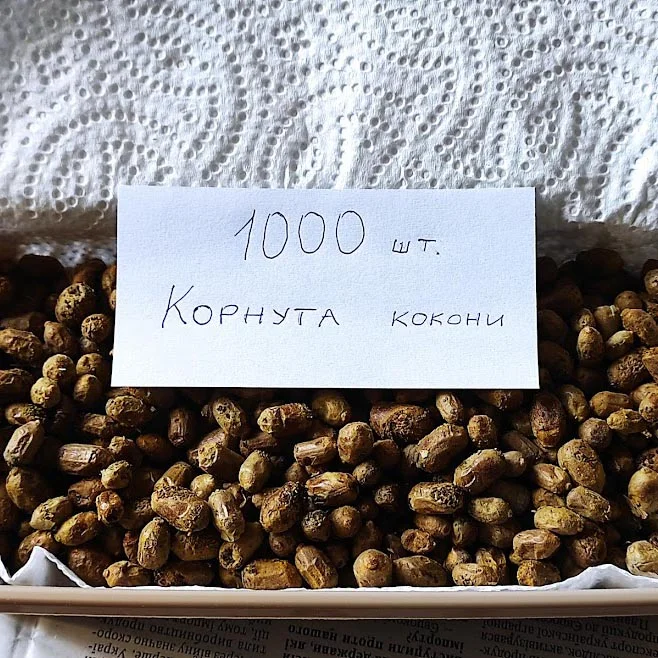 1000 шт коконів осмії Корнута