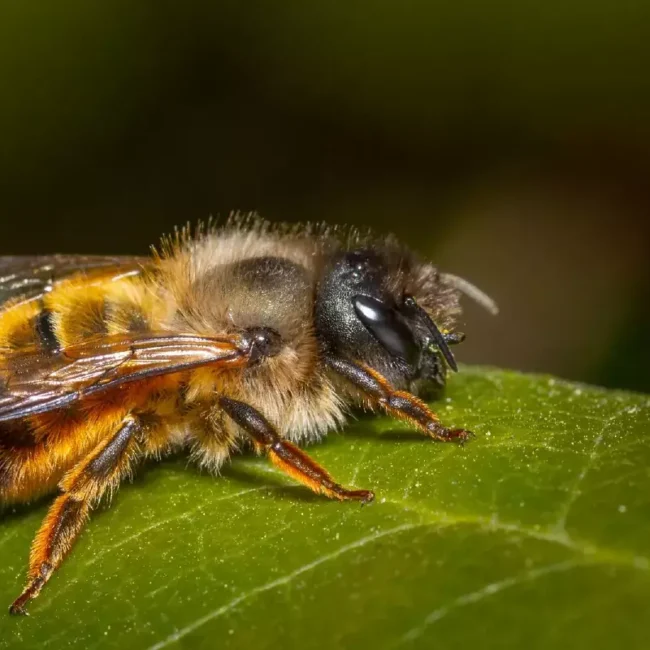 осмія чи джміль