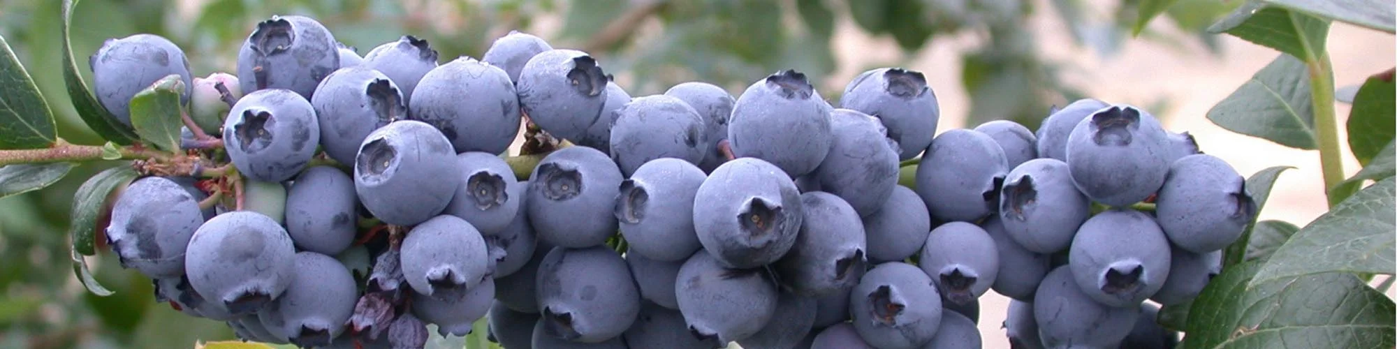 продукція садівництва